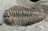 Prone Flexicalymene Trilobite In Shale - Ohio #52197-2